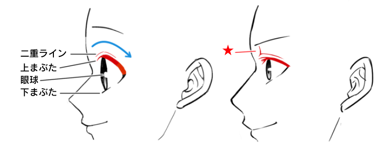 横顔の描き方は基本が大事 初心者によくある横顔作画上達の悩みを解説