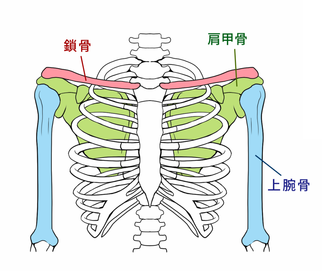 肩甲骨などの構造