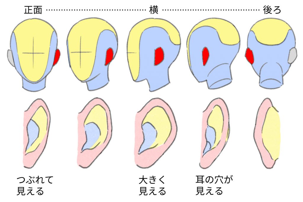 180度回転したときの耳の形と角度