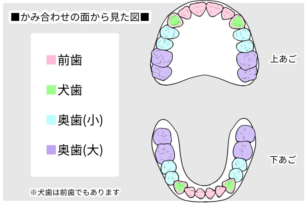 かみ合わせの面から見たイラスト
