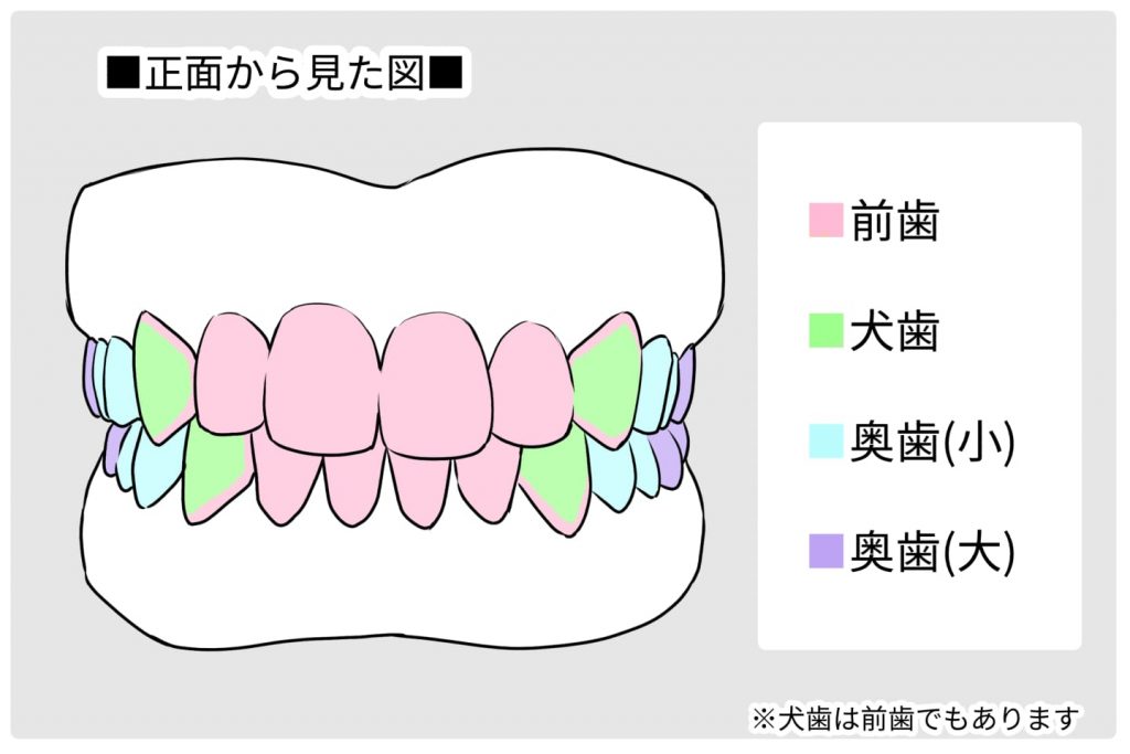 正面から歯を見た図イラスト