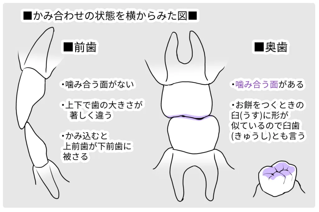 かみ合わせを横から見た図解イラスト