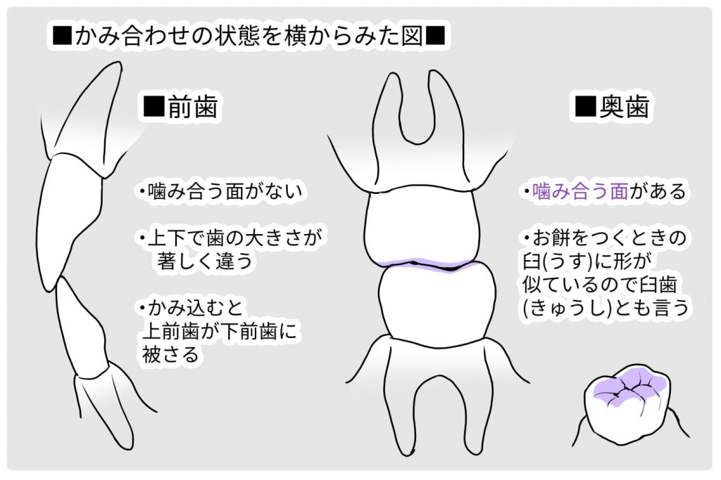 かみ合わせを横から見た図解イラスト