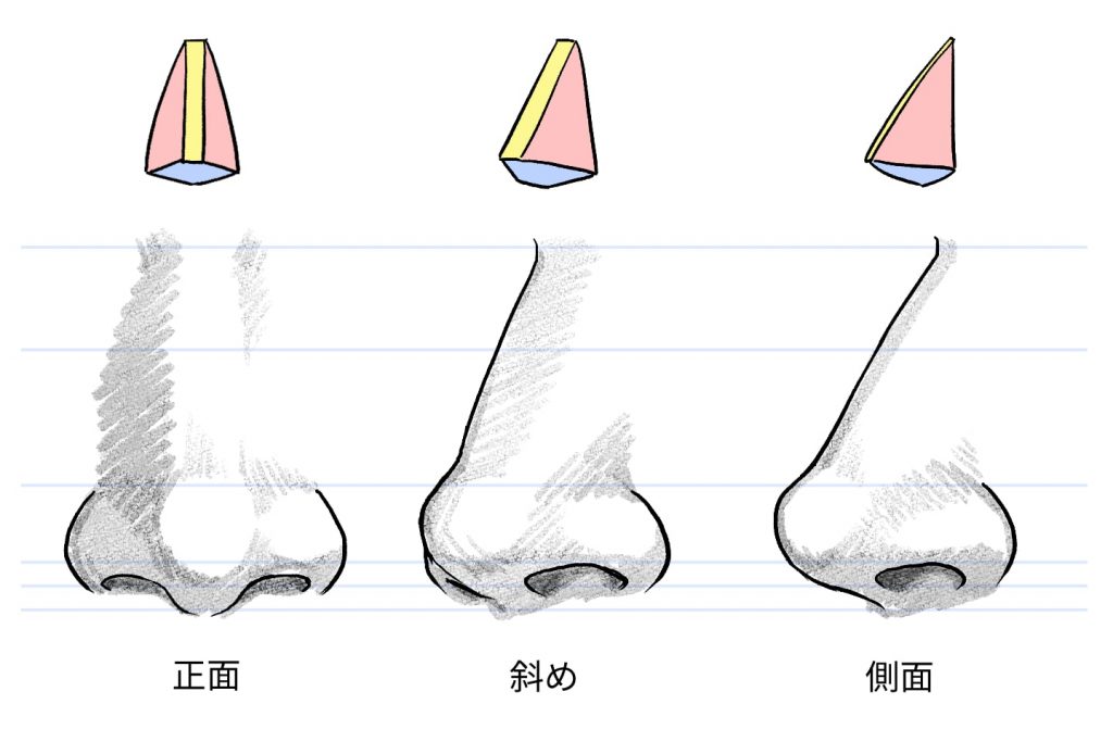 鼻の立体を解説したイラスト