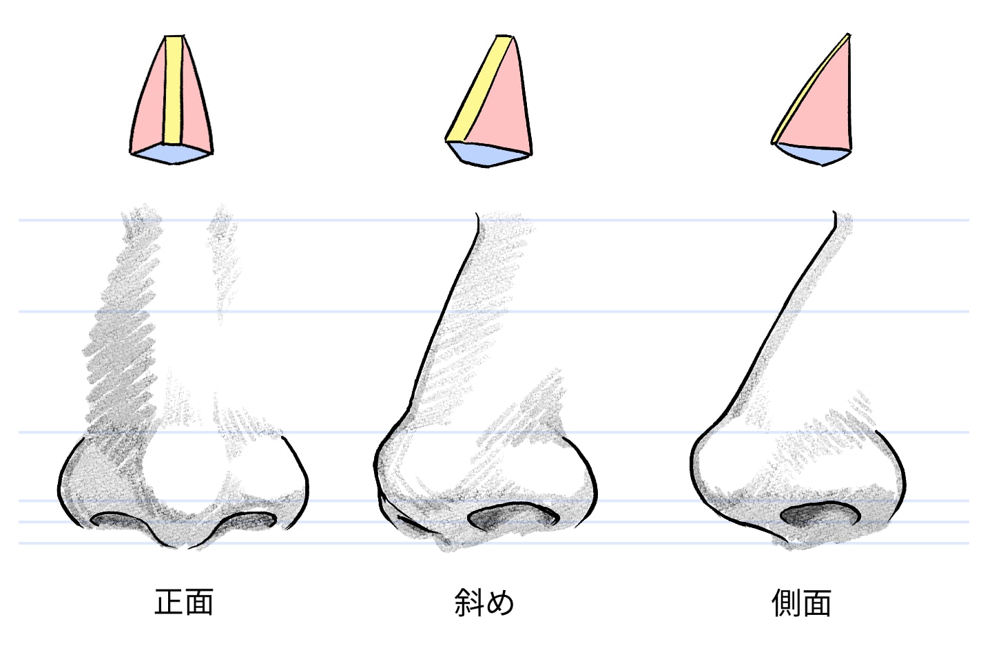 鼻の立体を解説したイラスト
