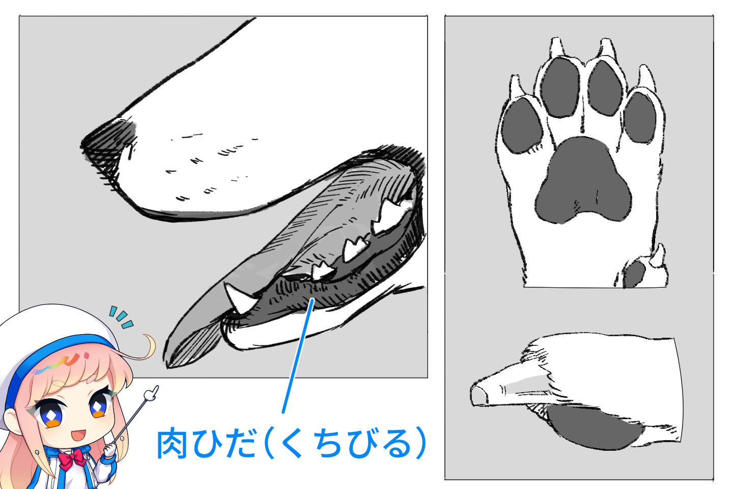 犬の口元や爪の描き方コツ