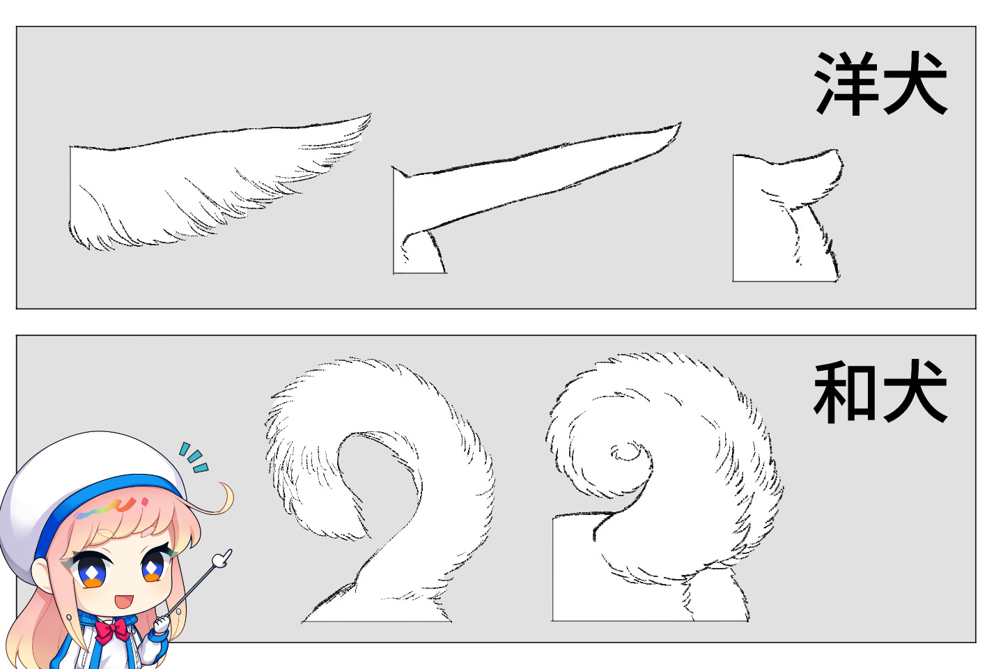 犬種によるしっぽの形の違い