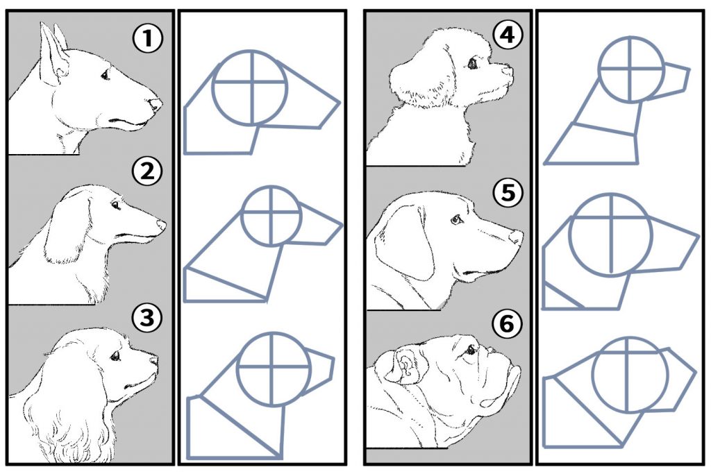 犬種別の描き方の違い比較