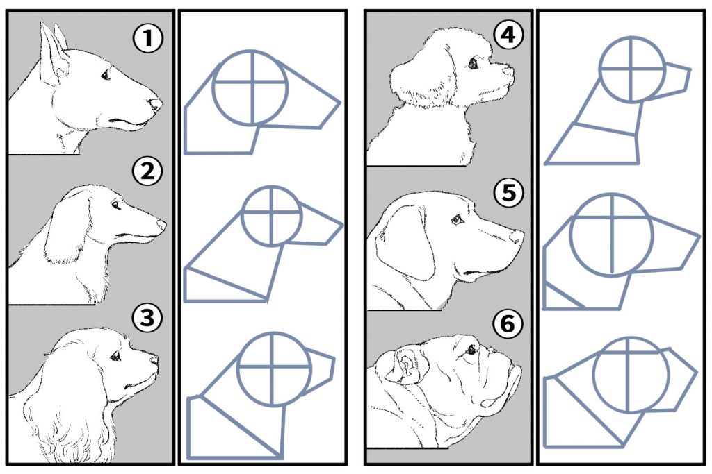 犬の描き方の基本とコツ！犬の顔や体を違和感なく描こう - イラスト