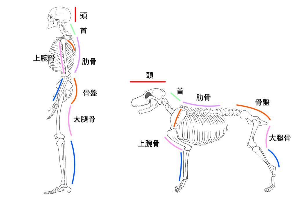 犬と人間の身体のバランスの取り方