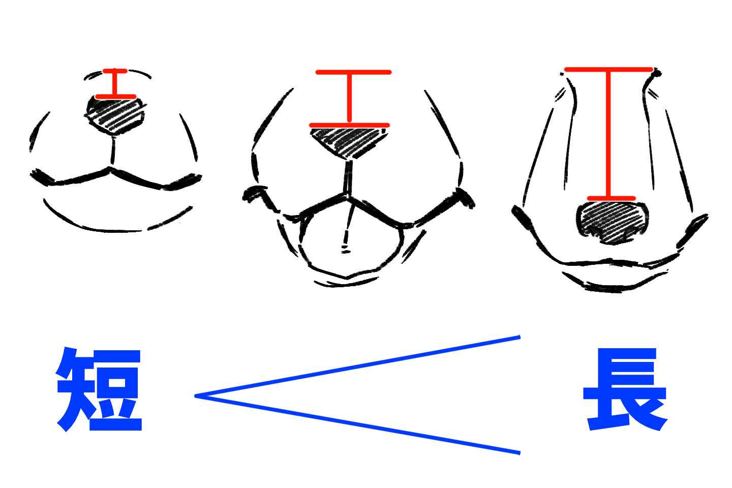 犬のマズルを描くコツ