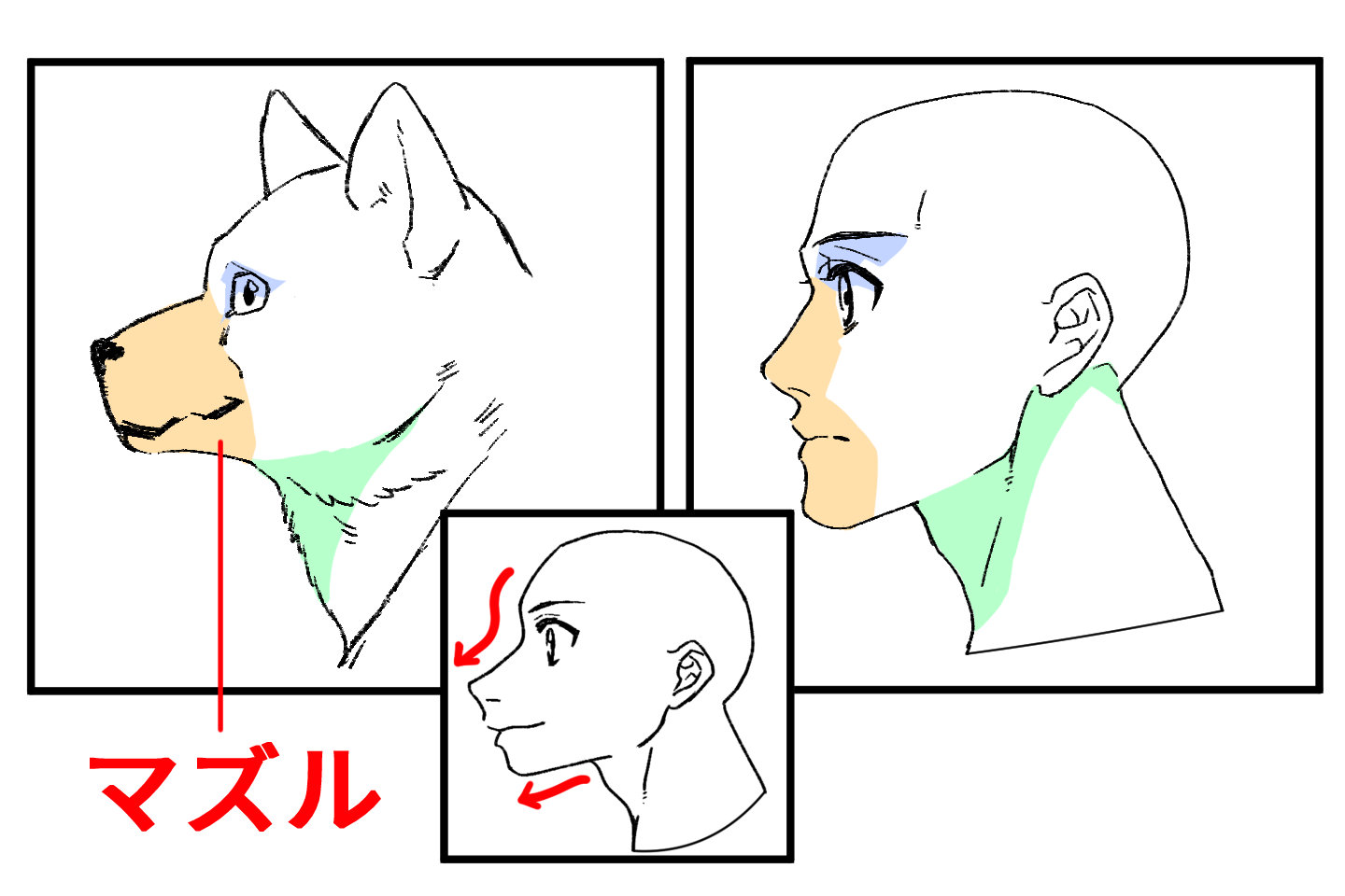 犬の横顔と人の横顔を比較