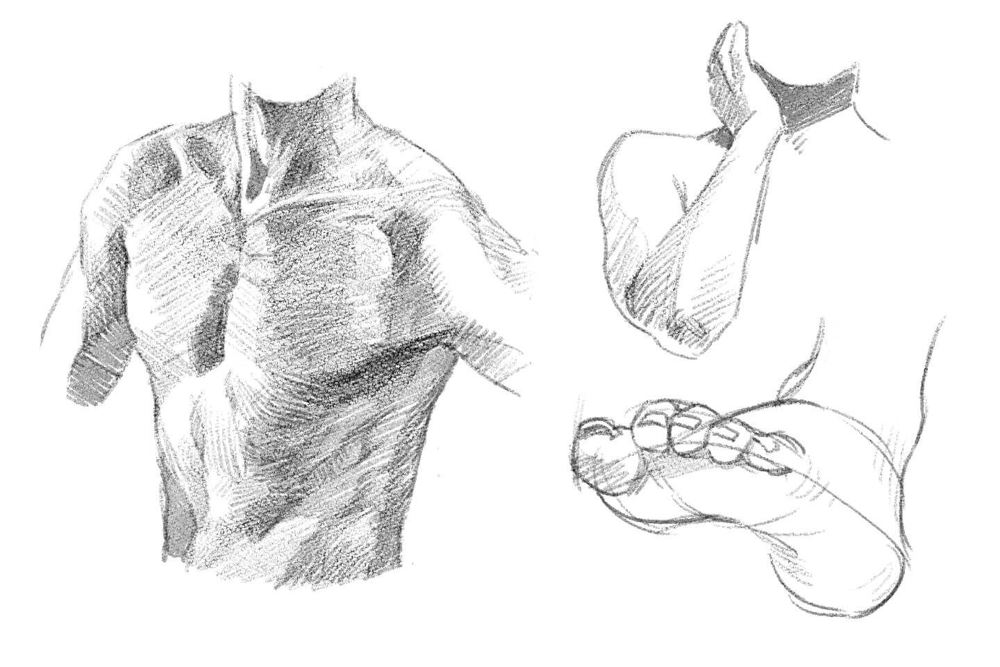 体のデッサン練習イラスト