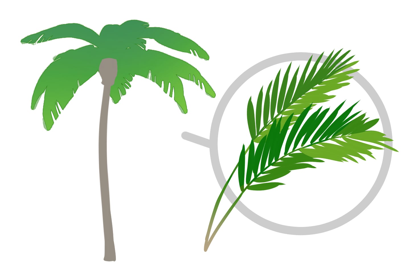 単子葉植物（たんしようしょくぶつ）のイラスト