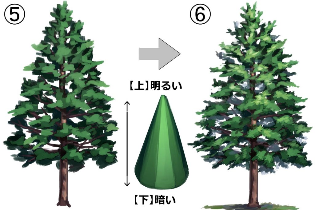 針葉樹の構造と光源の変化について説明