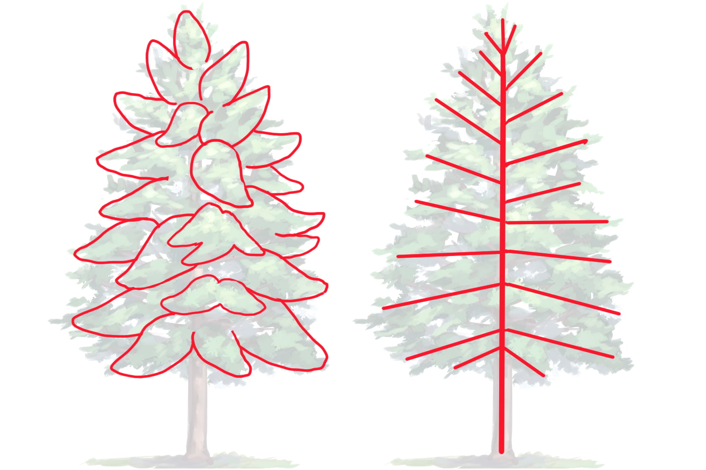 針葉樹の葉の構造説明