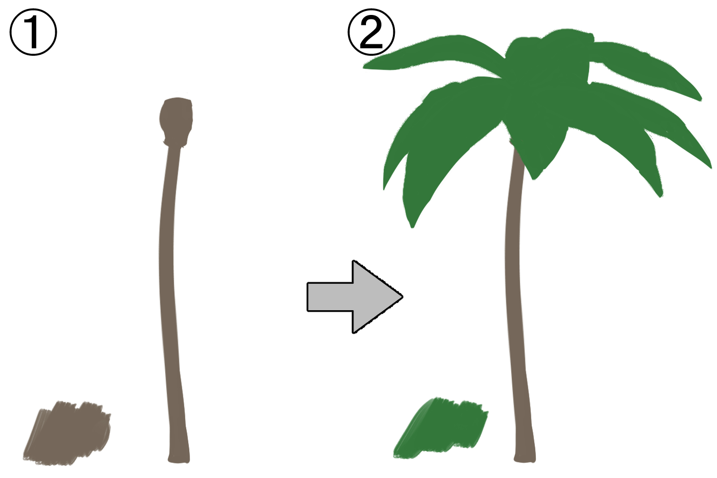 単子葉植物の描き方手順１