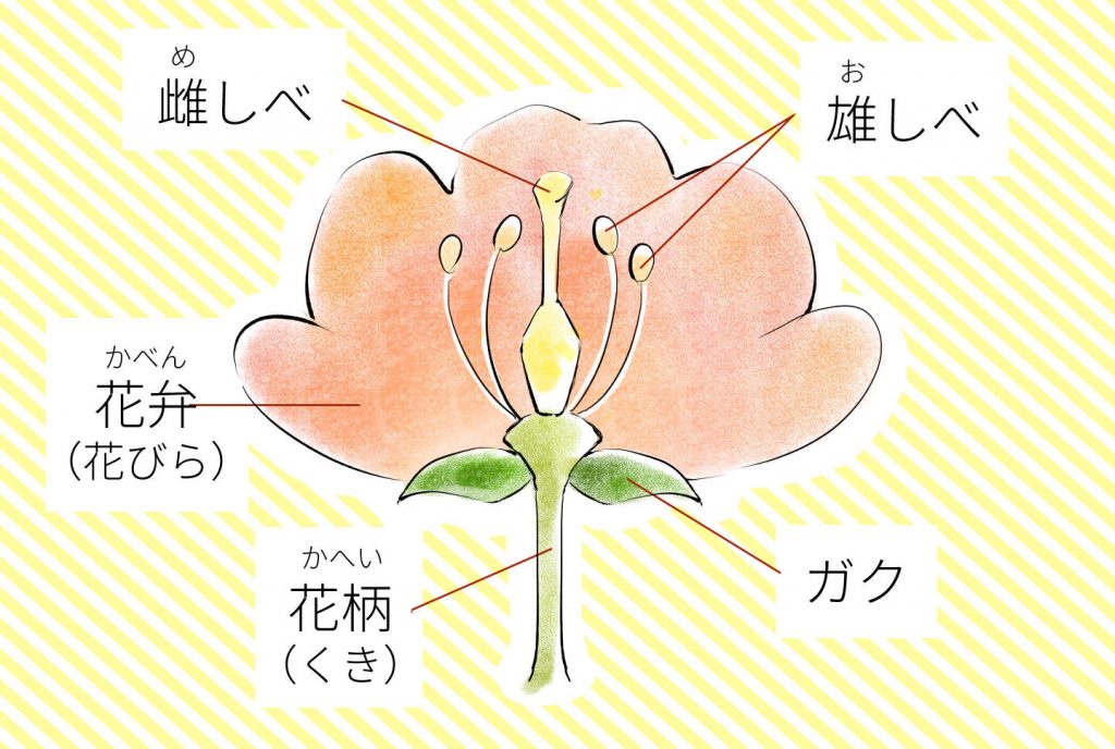 花の構造イラスト図解