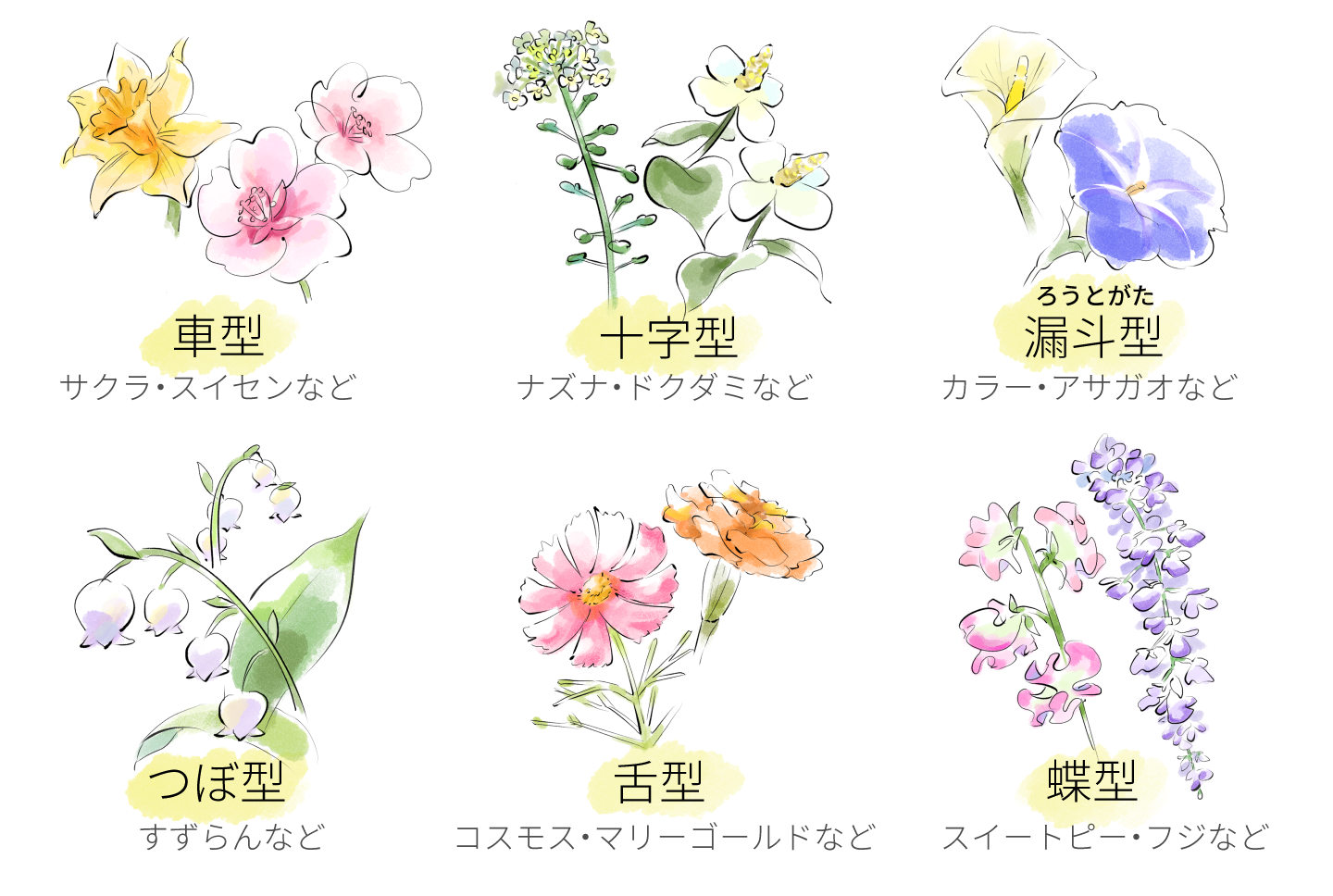 花の種類をそれぞれイラストで図解)