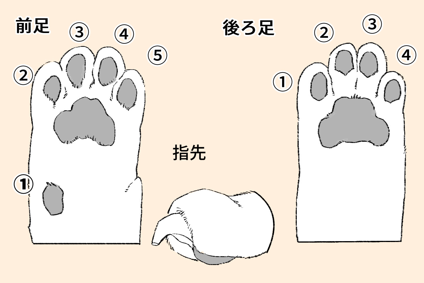 ネコ科の前足と後ろ足の違い