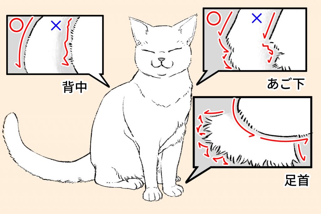 ネコの体毛の長さの違い