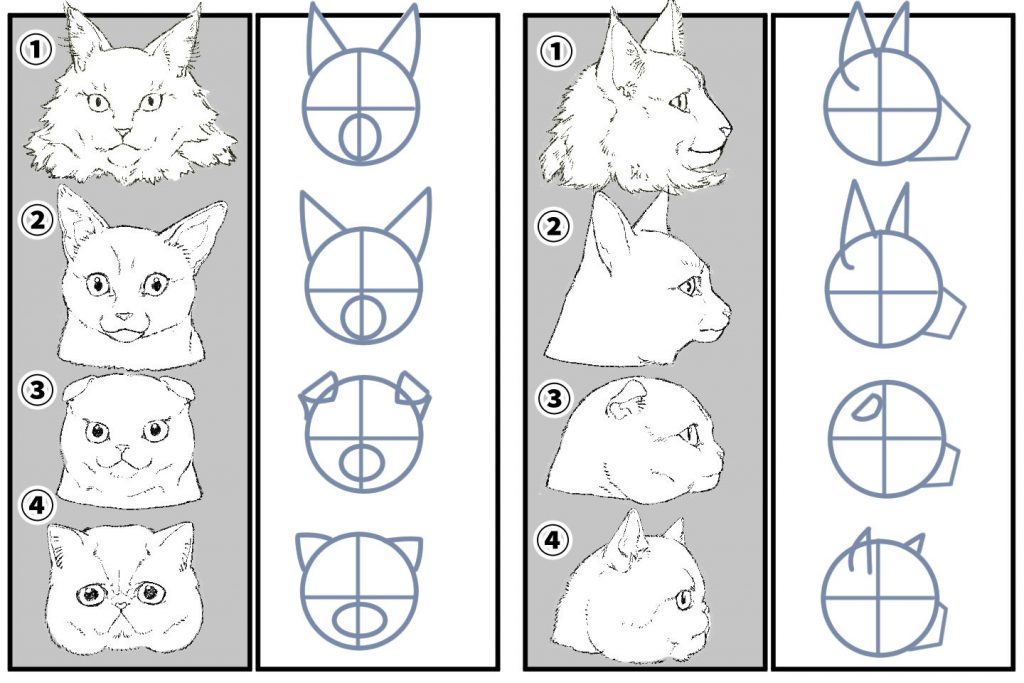 猫の描き方はバランスを知れば簡単 構造理解でネコ科を上達しよう イラスト 漫画 マンガ 教室 Egaco エガコ