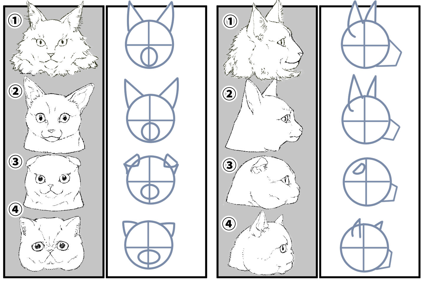 ネコの種類による毛並みや顔立ちの違い