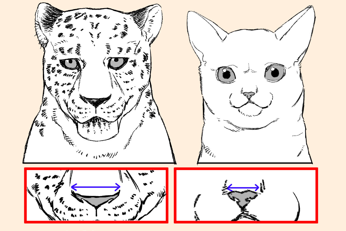 猫の鼻のサイズの違い