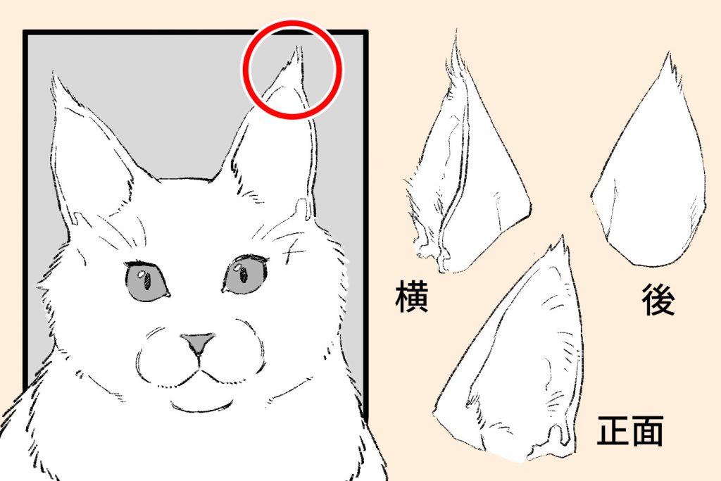 猫の耳の特徴