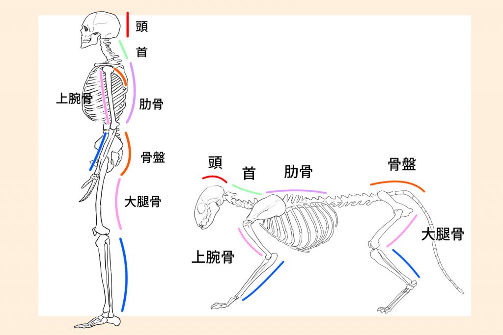 猫と人体の骨格の比較