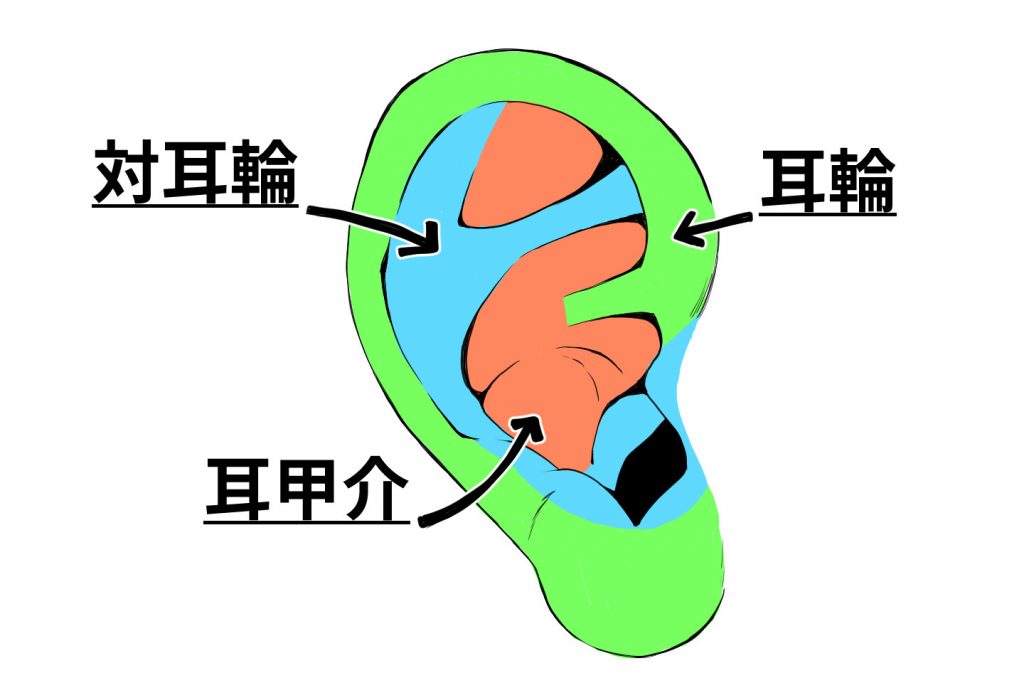 一般的な耳の構造