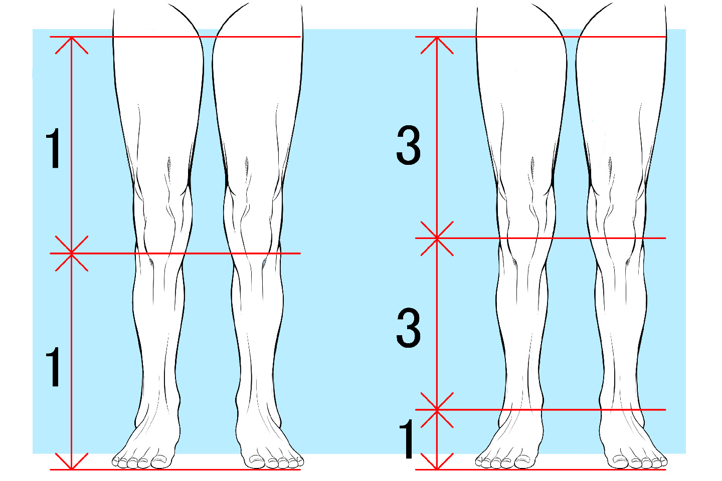 足の比率解説イラスト