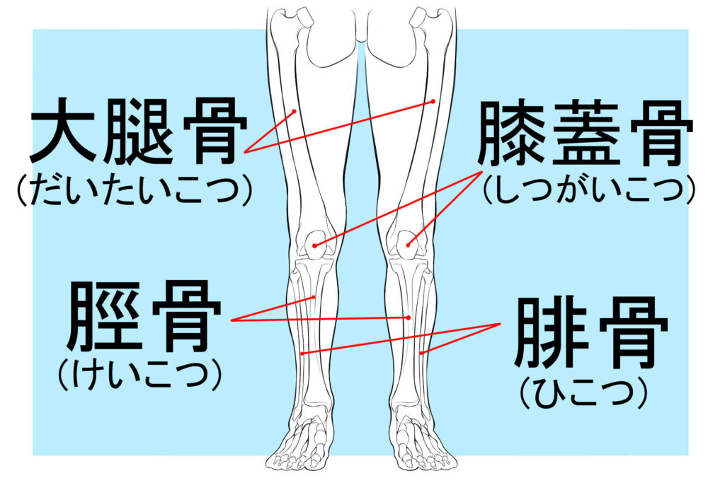 足の骨格と筋肉の描き方解説