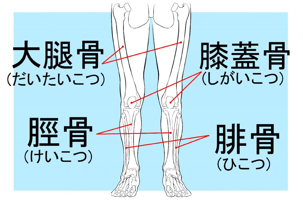 足の骨格と筋肉の描き方解説