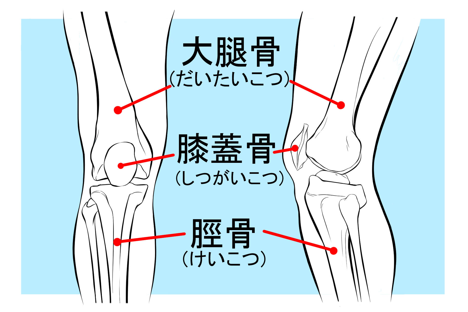 足の重要な骨格