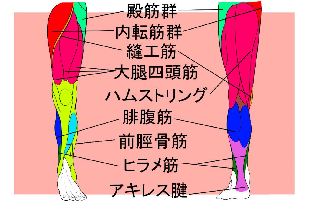 足の筋肉の図解イラスト