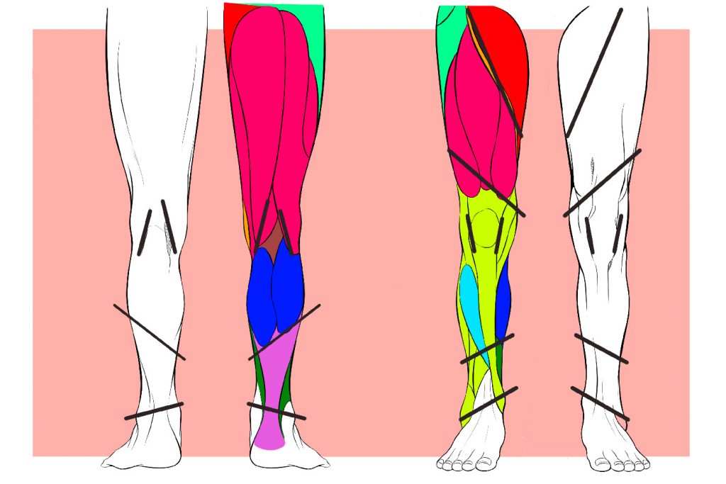 足の筋肉全体の流れ