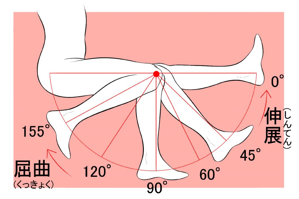 足の伸展・屈曲について解説