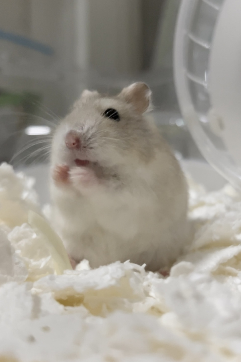ダイスケリチャード先生のハムスター