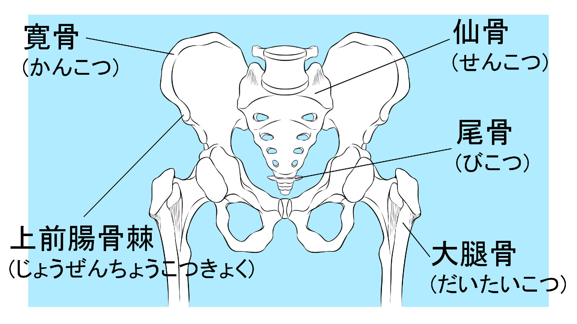 腰の骨格図解イラスト