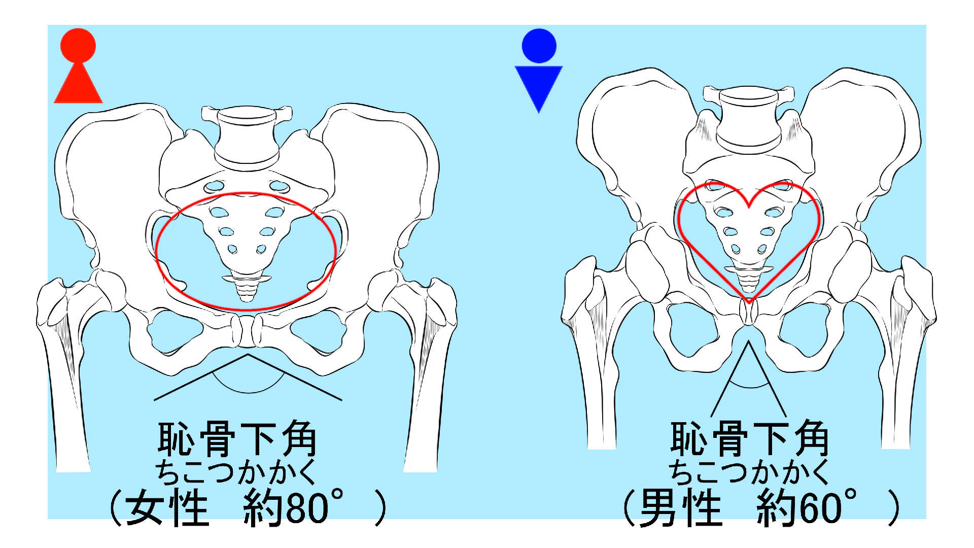 男女で異なる腰の骨格の違い