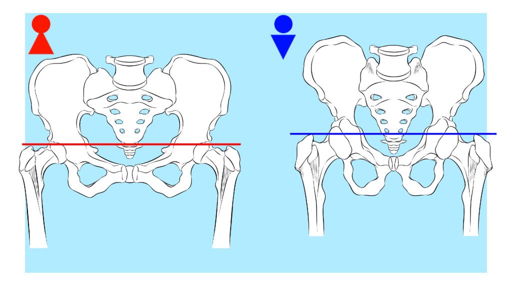 男女で異なる腰の骨格の違い2