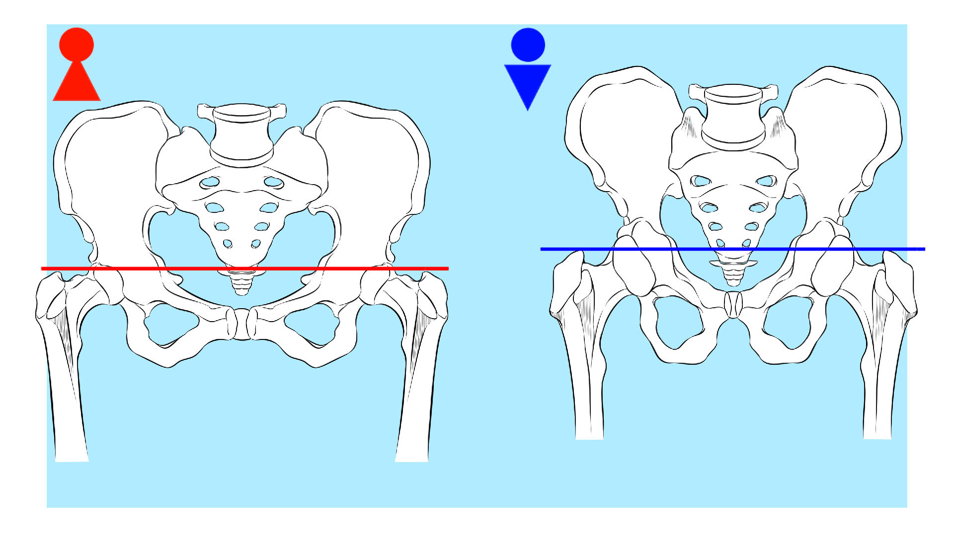 男女で異なる腰の骨格の違い2