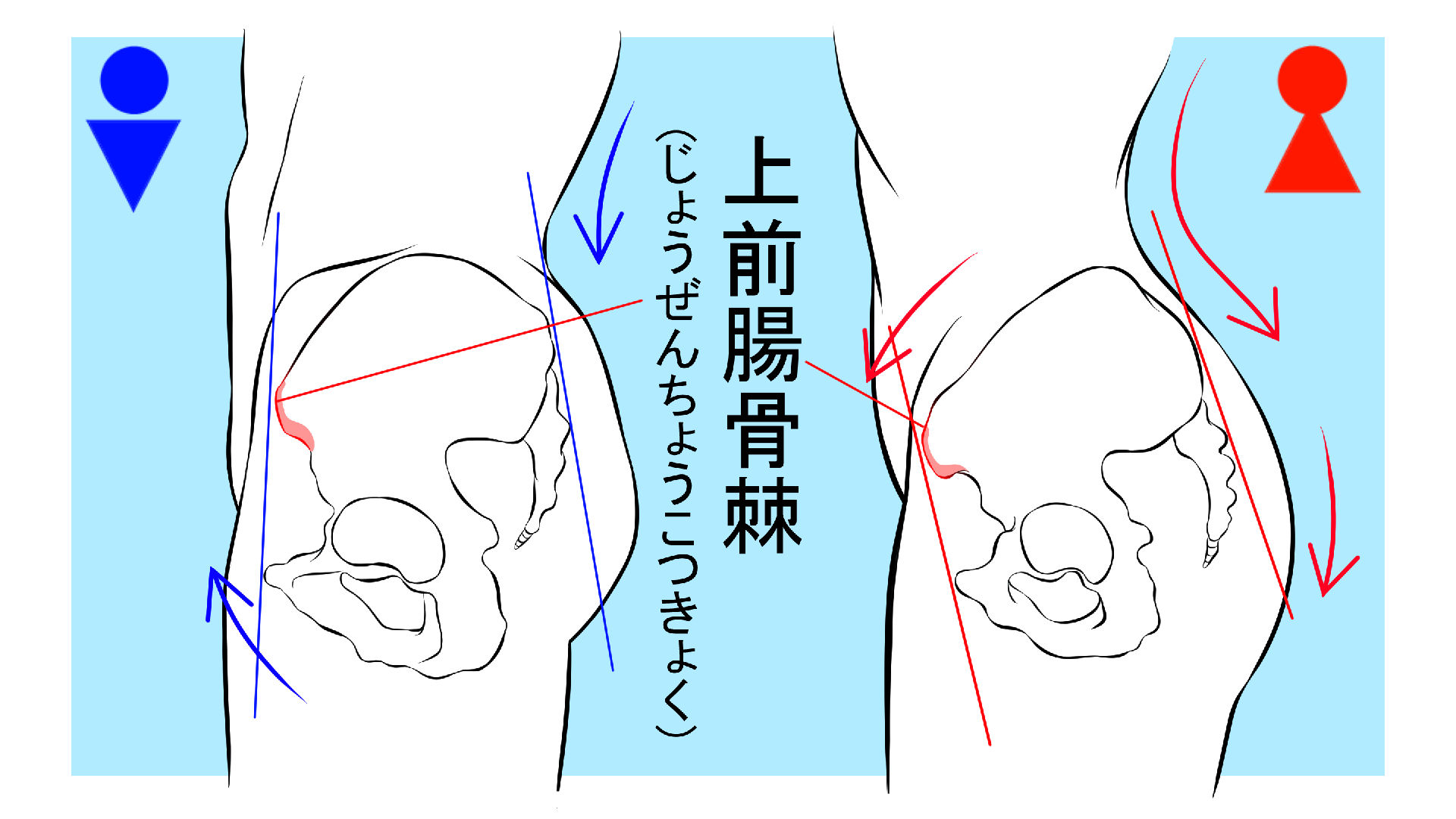 腰の角度の違いについて