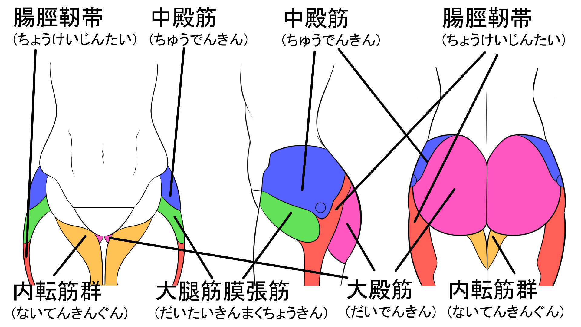 腰を上手く描くために重要な重要な筋肉について