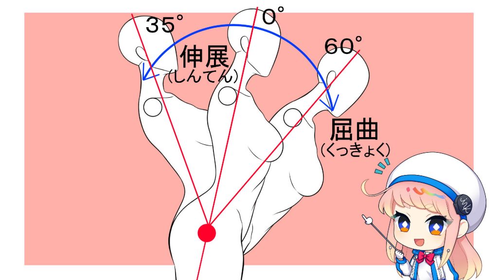 腰の可動域の解説