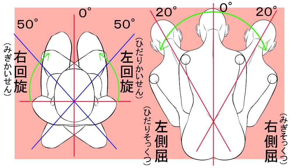 腰の可動域の解説2