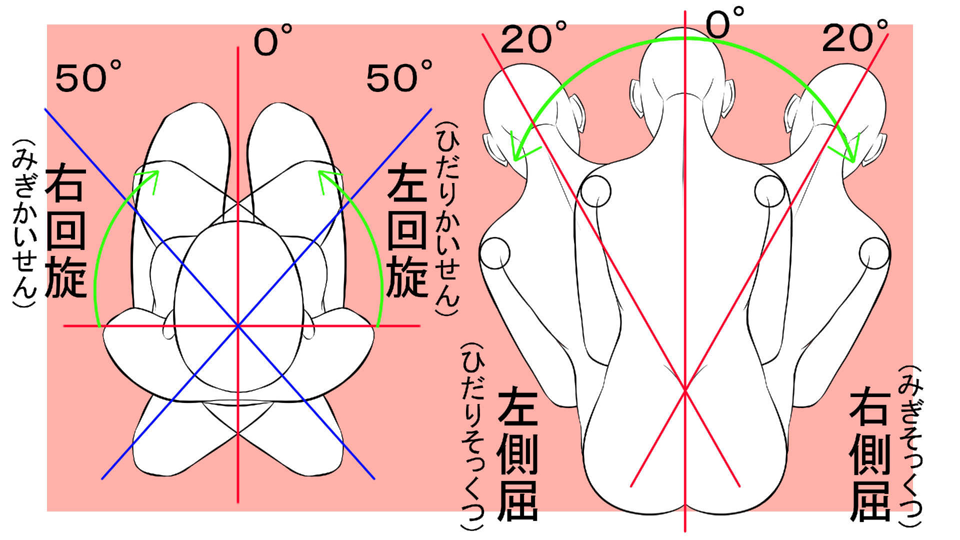 腰の可動域の解説2
