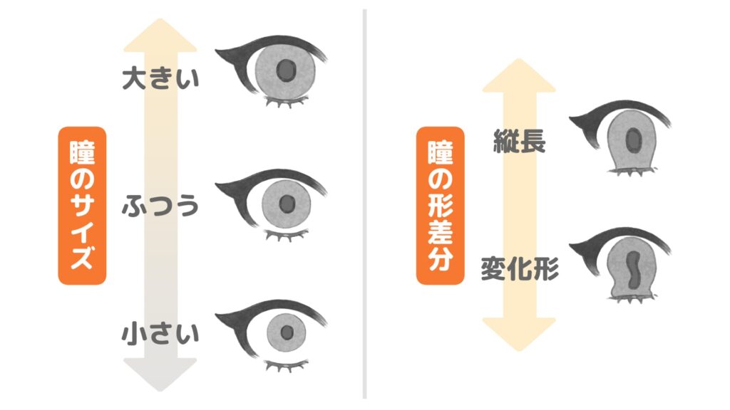 瞳の形のバリエーション