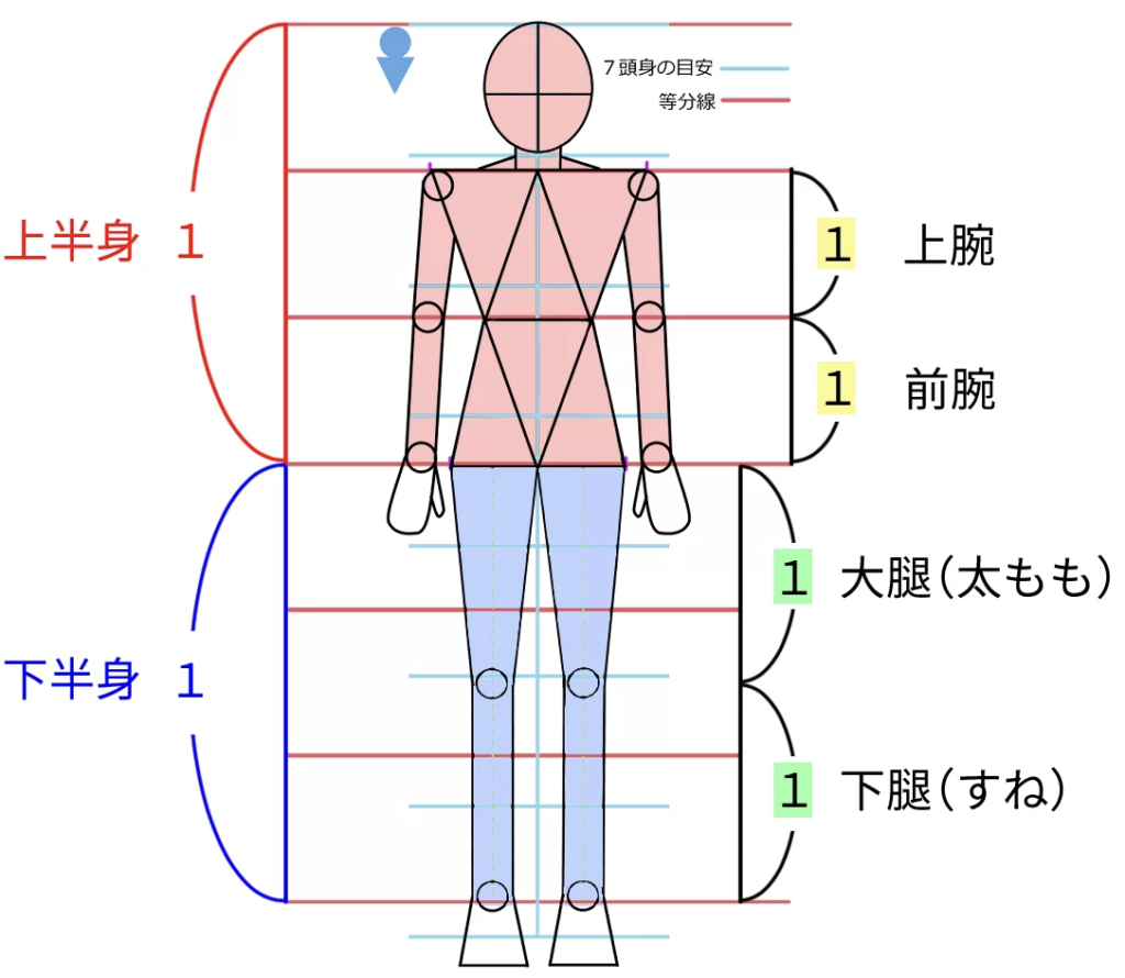 全身のバランスの基本比率